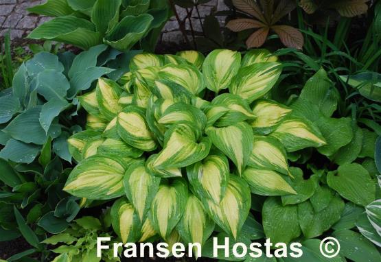 Hosta Sea Thunder